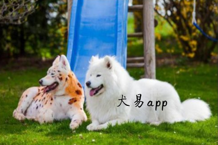 Ȯ(ｻ^(q))app